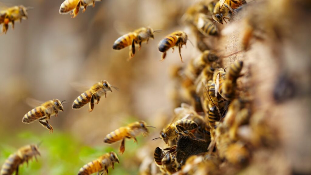 התפקיד החיוני של הדבורים: מדוע דבורים כל כך חשובות?
